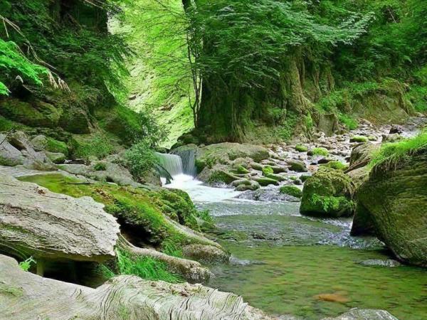 Badamli Foto