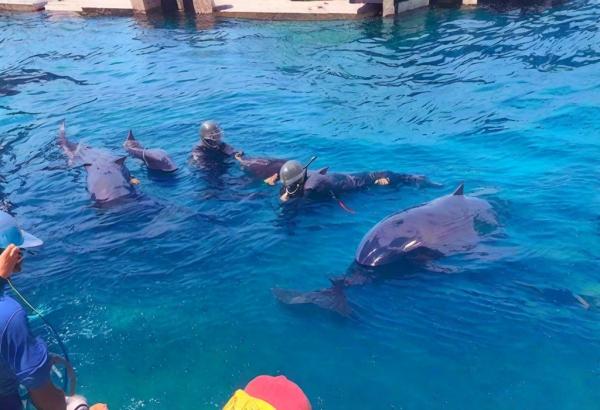 Delphin Riff Foto