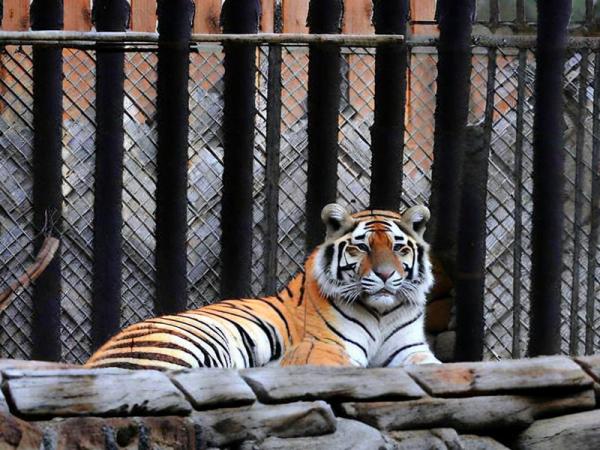 Zoo „Priamursky“ benannt nach dem Foto von V. P. Sysoev