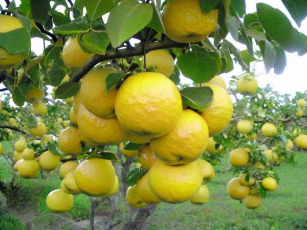 Citrus Obstgärten Foto