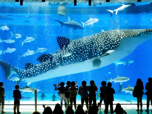 Aquarium Foto