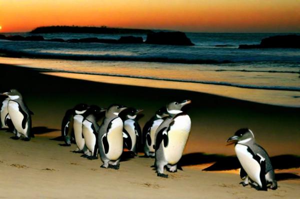 Phillip Island Foto