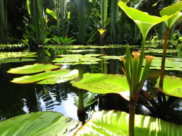 Mont Fleury Botanical Garden Foto