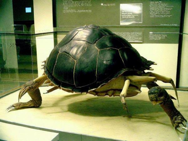 Naturhistorisches Museum Foto