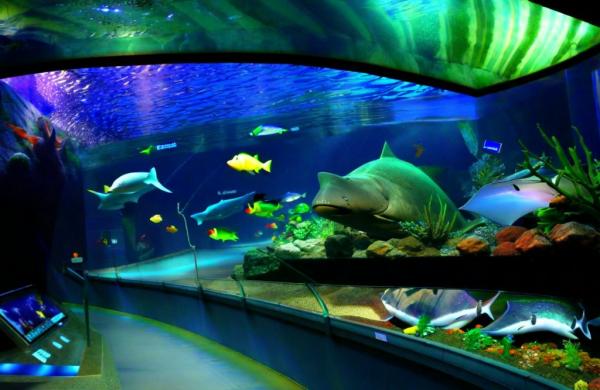 Ozeanarium Foto