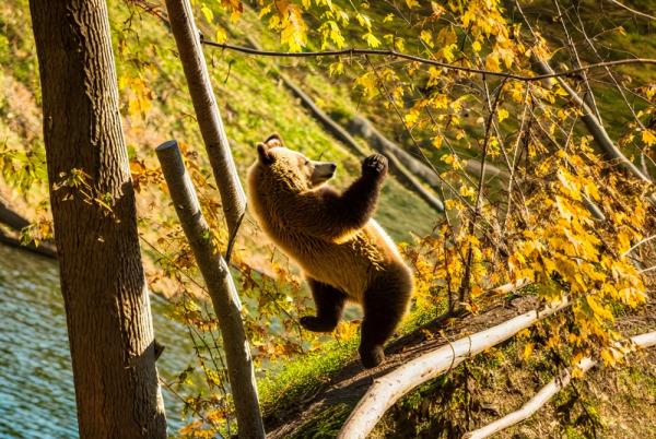 Bear Park Foto